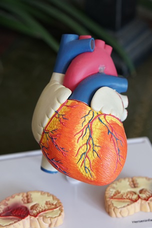 Human heart model