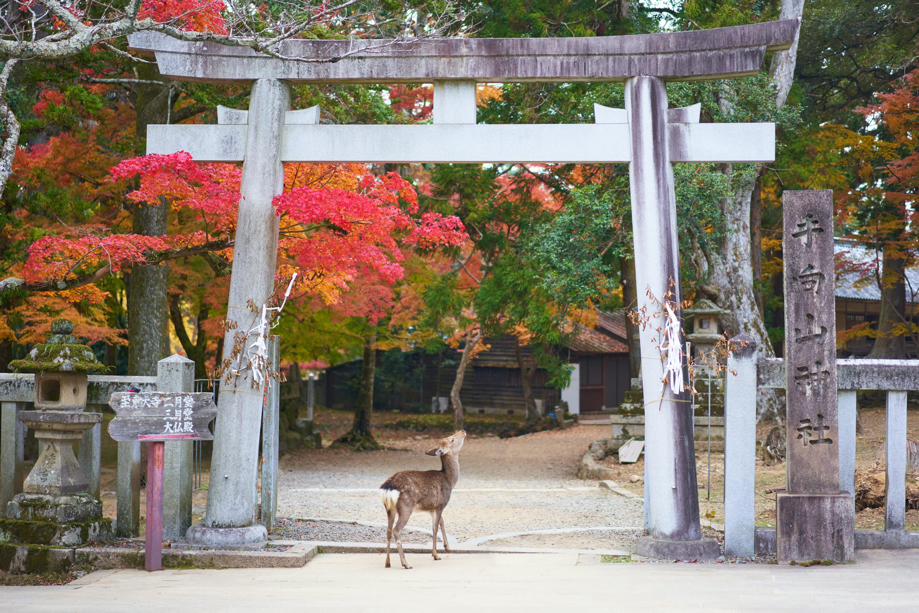 Grey deer under white and grey arch